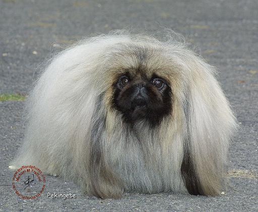 Pekingese 9R072D-026.JPG